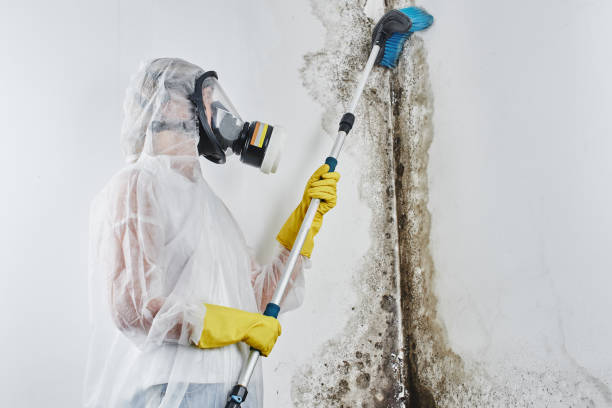 Professional Mold Remediation in Spartanburg, SC