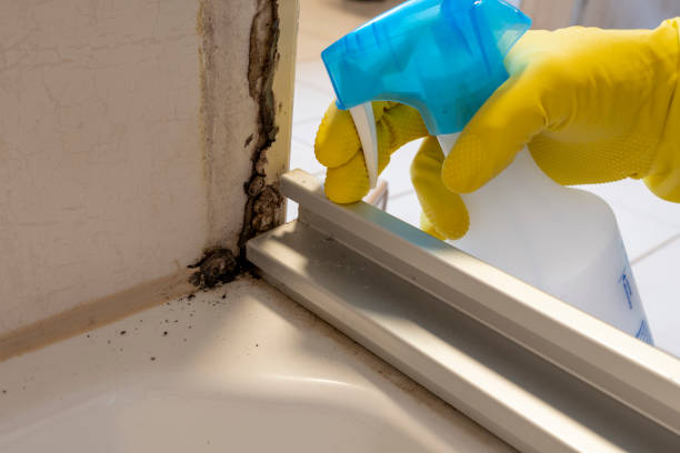 Best Basement Mold Remediation in Spartanburg, SC