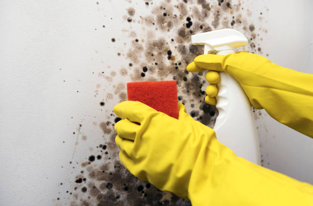 Best Mold Remediation for Schools in Spartanburg, SC