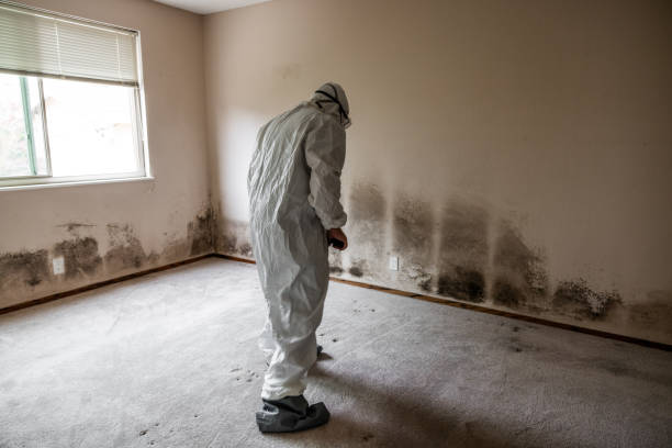 Best HVAC Mold Remediation in Spartanburg, SC